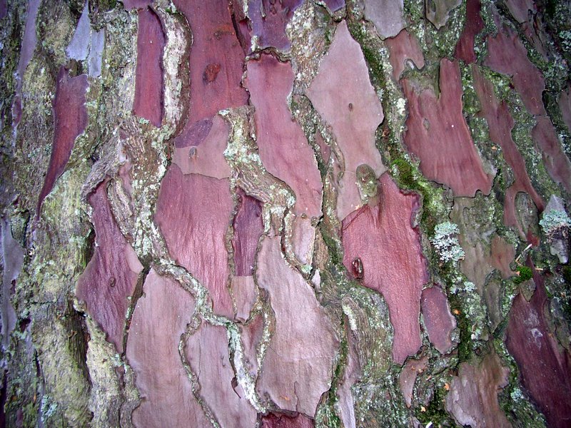 Arbres remarquables 04